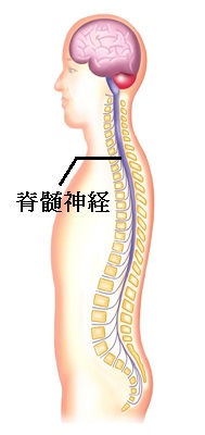 脊髄神経の説明